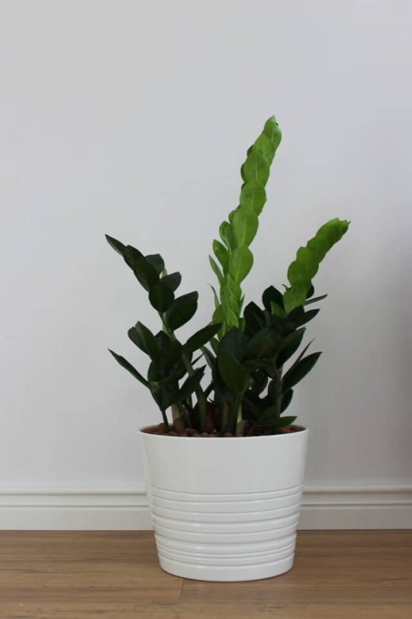 Zz Plants - Afbeelding 2